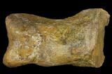 Carcharodontosaurus Phalange (Toe Bone) - Morocco #116845-1